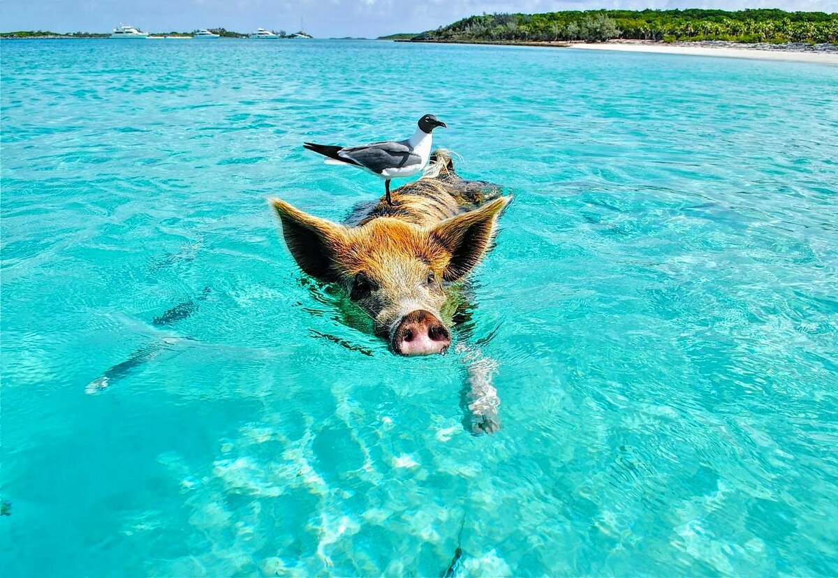 1623693969_12-krasivosti_pro-p-ostrov-svinei-na-bagamakh-zhivotnie-krasiv-15