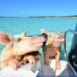 1623694024_31-krasivosti_pro-p-ostrov-svinei-na-bagamakh-zhivotnie-krasiv-40