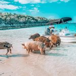 1623694050_49-krasivosti_pro-p-ostrov-svinei-na-bagamakh-zhivotnie-krasiv-61