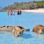 1623694073_51-krasivosti_pro-p-ostrov-svinei-na-bagamakh-zhivotnie-krasiv-64