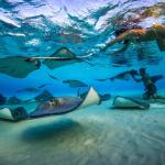 1667575524_31-sportishka-com-p-vidi-skatov-na-maldivakh-krasivo-32